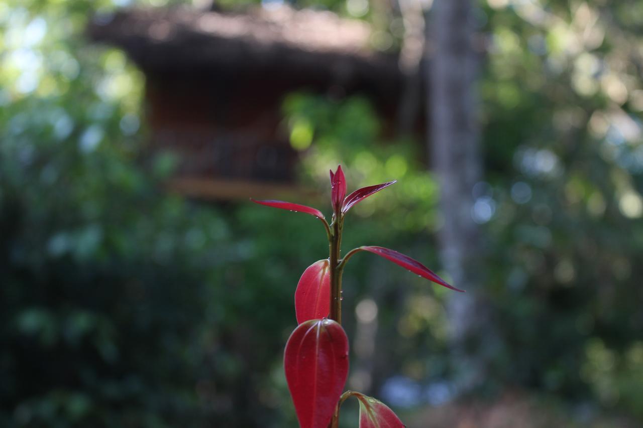 Vila Tree House-Midigama Weligama Exteriér fotografie