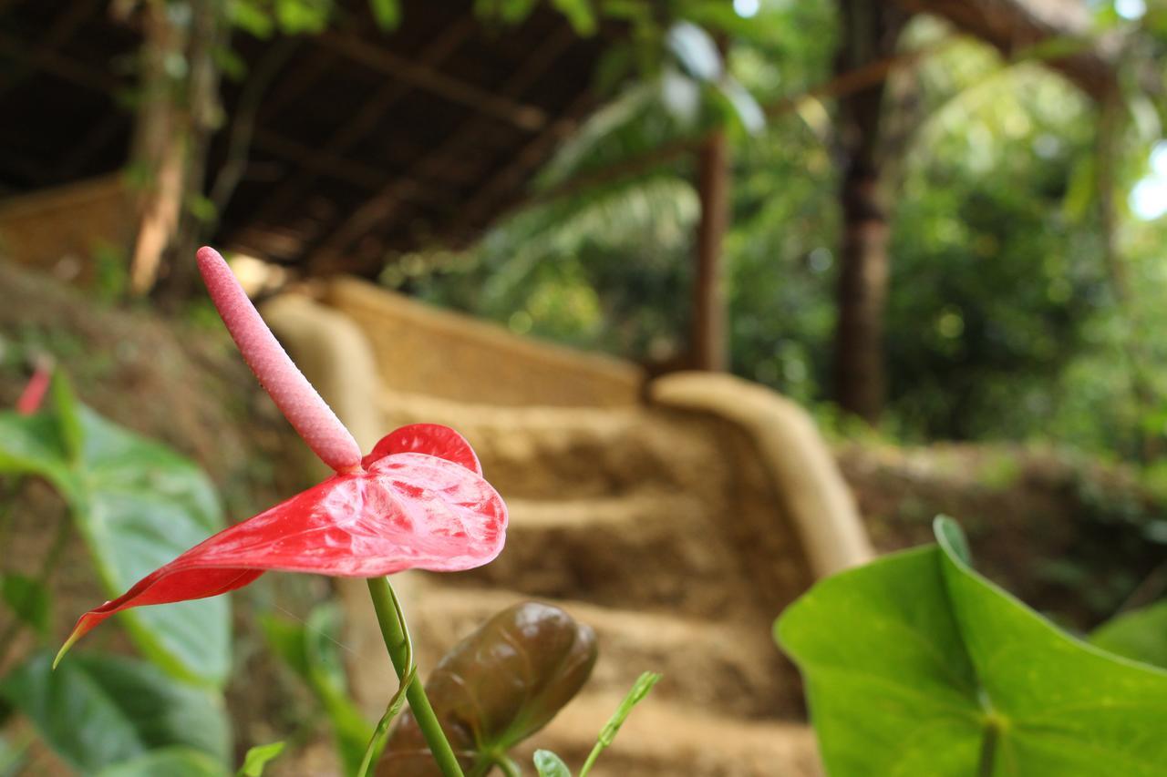 Vila Tree House-Midigama Weligama Exteriér fotografie